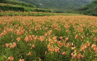 百合花的繁殖方法，春季可在苗圃中播種