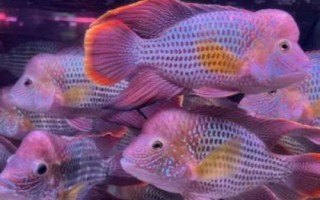 皇冠魚(yú)簡(jiǎn)介，因成年雄魚(yú)額頭突起酷似皇冠而得名