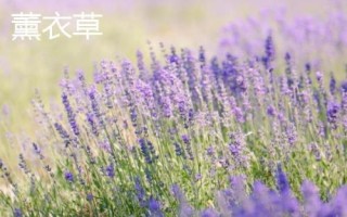 薰衣草和馬鞭草的區(qū)別，薰衣草的花序呈輪傘狀