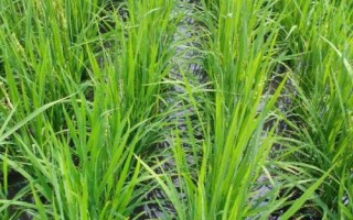 紅香優(yōu)絲苗水稻種簡(jiǎn)介，全生育期110.5天