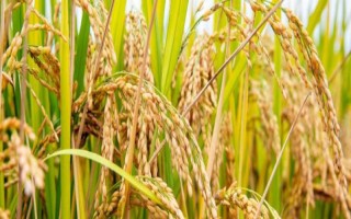 田禾1號(hào)水稻種子特征特性，感溫型常規(guī)稻品種