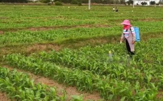 龍單80玉米種子特征特性，選擇中上等肥力地塊種植