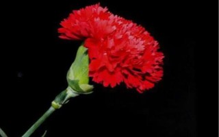 紅色康乃馨適合送什么人，適合贈送給母親或師長