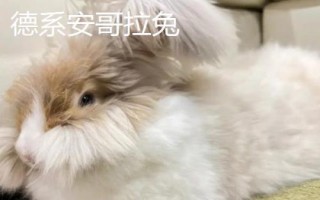 毛兔優(yōu)良品種介紹，有德系、法系和中國(guó)粗毛新品種
