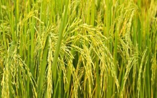 馥香兩優(yōu)19香水稻品種簡介，每畝有效穗數(shù)20.6萬