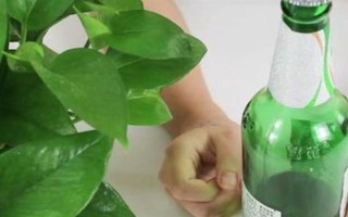 澆花用啤酒好不好，可增加養(yǎng)分并促進(jìn)光合作用