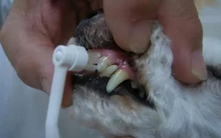 狗狗口臭的原因，可能是患有口腔和牙科病