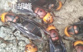 殺人蜂真的存在嗎，是指某些具有攻擊性和毒性的胡峰或非洲蜜蜂