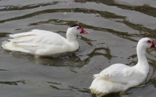在農(nóng)村發(fā)展什么養(yǎng)殖業(yè)能賺錢，中華鱉、中國圓田螺等品種均有可觀利潤