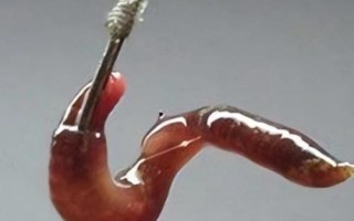 用蚯蚓釣魚時應(yīng)該如何調(diào)漂，可采用加鉛、找底、剪鉛等方式