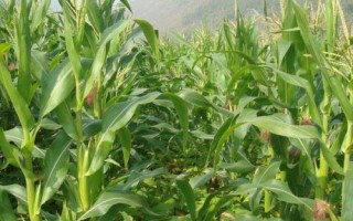 靖玉5號(hào)玉米種子簡介，密度4500－5000株/畝