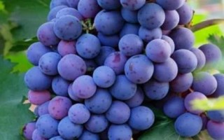 什么是玫瑰香葡萄，別稱紅玫瑰葡萄、莫斯佳、穆斯卡等