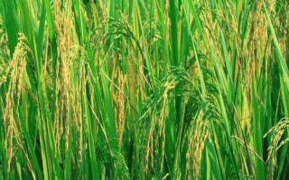 5優(yōu)68水稻品種簡介，粳型雜交水稻品種