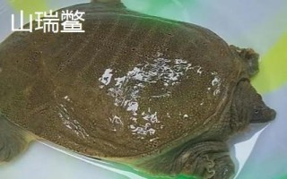 甲魚吃什么東西，喜食小蝦、螺類、水生昆蟲等動(dòng)物性餌料