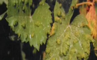 葡萄毛氈病的發(fā)生特點，葉片上會出現(xiàn)蒼白色病斑