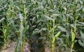 天玉1619玉米品種的特性，防治地下害蟲
