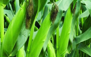 申科青503玉米種子介紹，夏播應(yīng)在7月20日前播種