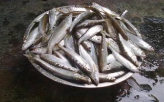 白條魚的刺多不多，體內(nèi)有大量魚刺用來保持身體平衡