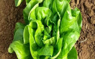 奶油生菜的外形特征，葉子呈卵圓形