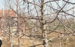 蘋果樹冬季如何修剪，首先要制定好修剪方案