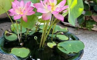 荷花水培會(huì)不會(huì)長(zhǎng)蓮蓬，水培養(yǎng)殖的荷花是不可長(zhǎng)出蓮蓬