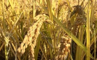 T優(yōu)832水稻種子特點(diǎn)，秧田播種量每畝12-15公斤
