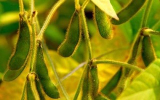 徐春5號(hào)大豆品種的特性，地膜覆蓋一般3月中下旬播種