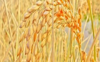 金竹絲苗水稻種子特征特性，中秈常規(guī)水稻品種