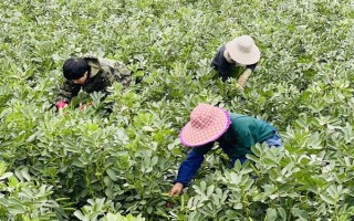 蠶豆什么時(shí)候種植，不同的地區(qū)種植時(shí)間不同