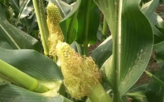 賓玉39號(hào)玉米種子特征特性，普通玉米品種