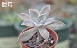 姬朧月和朧月有什么區(qū)別，前者是草本植物、后者是常綠灌木
