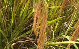 華浙優(yōu)336水稻種子特征特性，栽插密度畝栽5－0萬穴