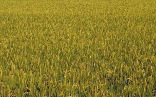 科兩優(yōu)88水稻品種簡介，每畝有效穗數(shù)16.5萬穗
