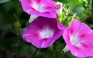 爬藤花卉的品種，包括爬藤月季、牽?；ǖ确N類