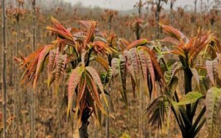 香椿芽苗菜種植方法，被稱為“樹上蔬菜”