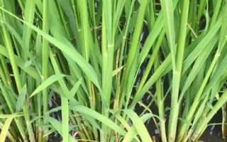 河豐稻445水稻品種簡(jiǎn)介，秈型常規(guī)水稻品種