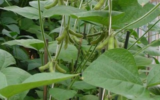 桂夏6號大豆品種簡介，畝密度1.3～1.5萬株為宜