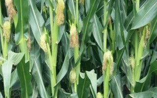 吉耘816玉米品種的特性，4月20日后至5月1日前播種