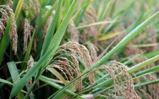 深兩優(yōu)1124水稻種簡介，4月中下旬播種