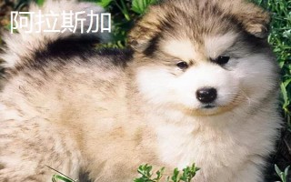 阿拉斯加和哈士奇的區(qū)別有哪些，體型、瞳孔顏色均不同