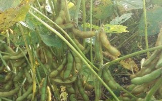 鐵豆86大豆種子簡介，注意防治病蟲害