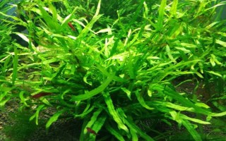 什么水草好養(yǎng)，常見(jiàn)的有綠菊、大寶塔、水蘭等
