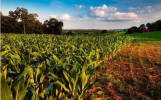 甜加糯916玉米種子介紹，每畝種植3000-3200株