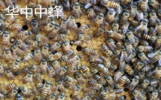 土蜂屬于哪種蜜蜂，一般是指中華蜜蜂