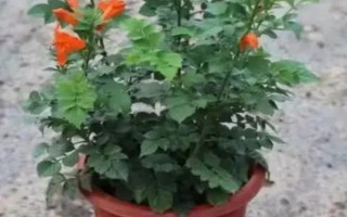 東北的凌霄花如何在室外越冬，需控制澆水量并做好防寒措施