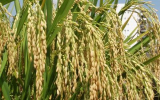 綠糯3號(hào)水稻種子特點(diǎn)，全生育期為148.6天