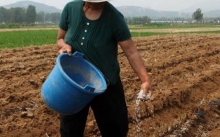 復(fù)合肥是直接撒還是溶水使用，通常采取條施或者是穴施