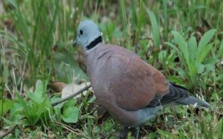斑鳩怎么分公母，可根據(jù)頭的形狀、眼睛位置或眉毛長短等分辨
