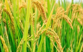 針桂S水稻品種簡(jiǎn)介，生育期比Y58S長(zhǎng)5～8天