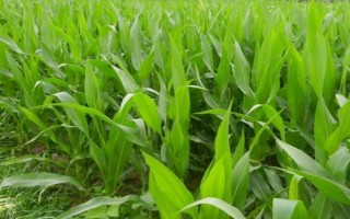 金穗888玉米種子特點，在試驗3000株/畝密度下